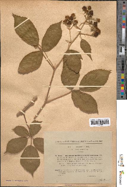 spécimen de Rubus schlechtendalii