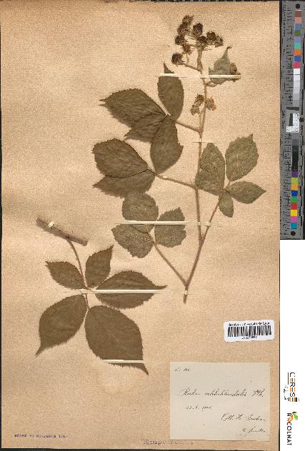 spécimen de Rubus schlechtendalii