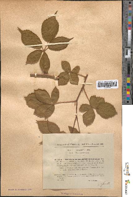 spécimen de Rubus schlechtendalii