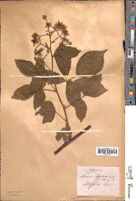 spécimen de Rubus schlechtendalii