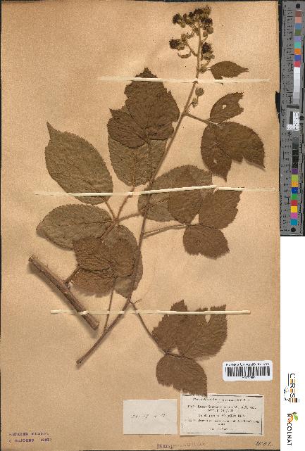 spécimen de Rubus schlechtendalii