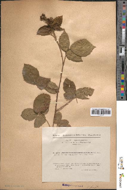 spécimen de Rubus schmidelyanus