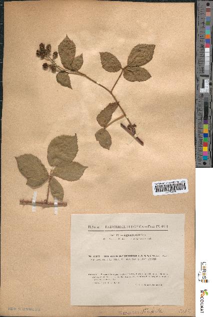 spécimen de Rubus schmidelyanus