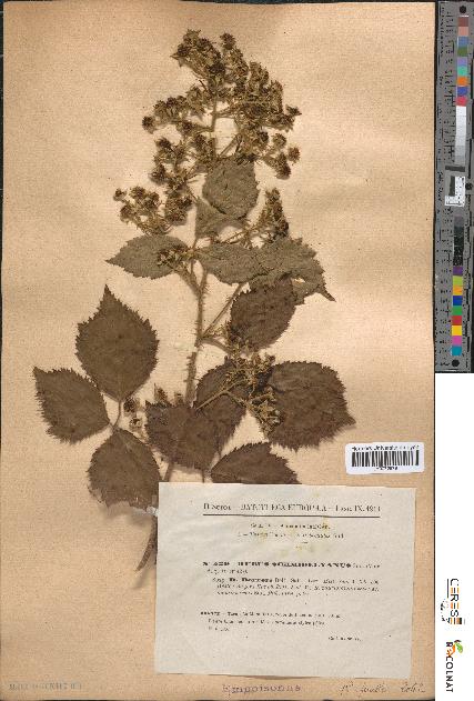 spécimen de Rubus schmidelyanus