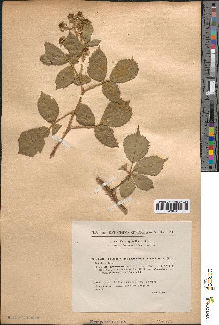 spécimen de Rubus schmidelyanus