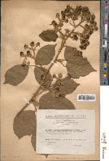 spécimen de Rubus schmidelyanus