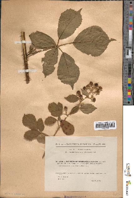 spécimen de Rubus schmidelyanus