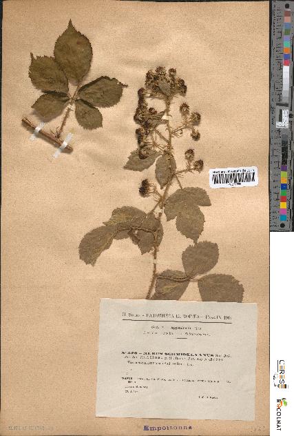 spécimen de Rubus schmidelyanus