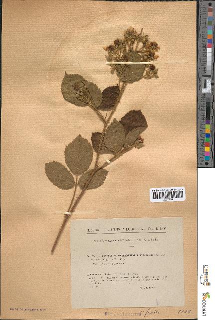 spécimen de Rubus schmidelyanus