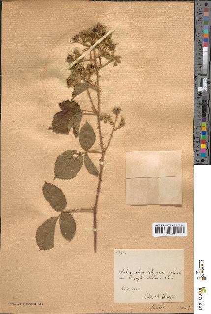 spécimen de Rubus schmidelyanus