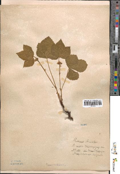 spécimen de Rubus saxatilis