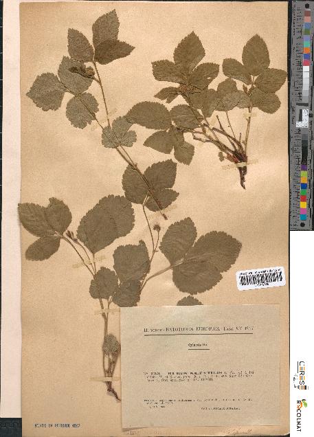 spécimen de Rubus saxatilis