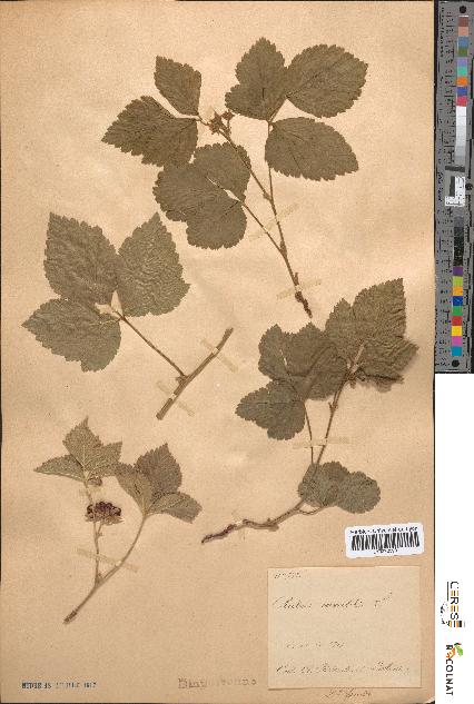 spécimen de Rubus saxatilis