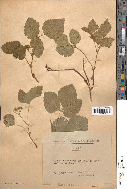 spécimen de Rubus saxatilis