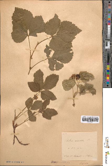 spécimen de Rubus saxatilis