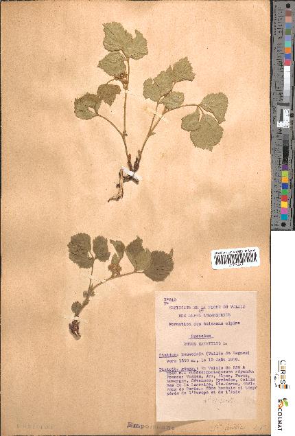 spécimen de Rubus saxatilis