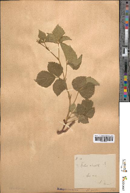 spécimen de Rubus saxatilis