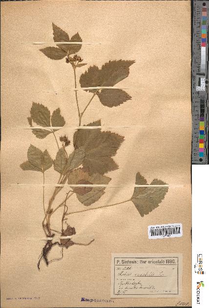 spécimen de Rubus saxatilis