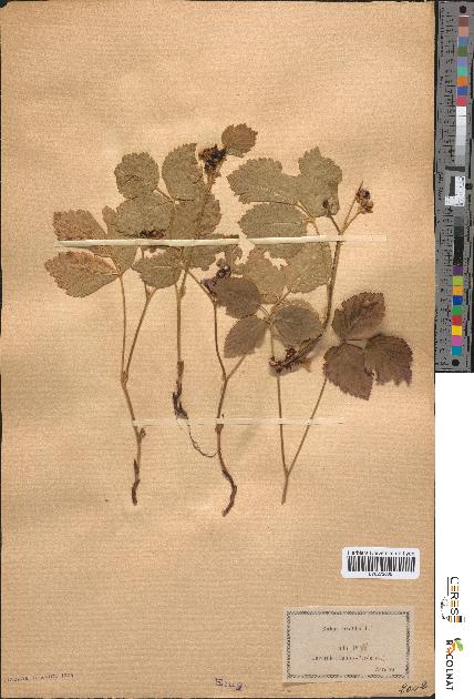 spécimen de Rubus saxatilis