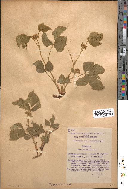 spécimen de Rubus saxatilis