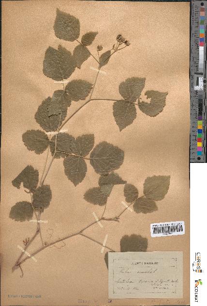 spécimen de Rubus saxatilis