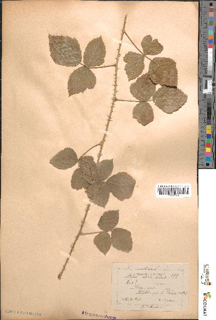 spécimen de Rubus saxatilis