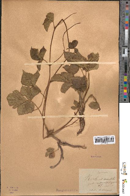 spécimen de Rubus saxatilis