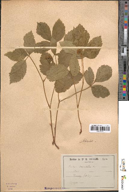 spécimen de Rubus saxatilis