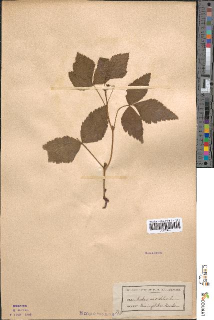 spécimen de Rubus saxatilis