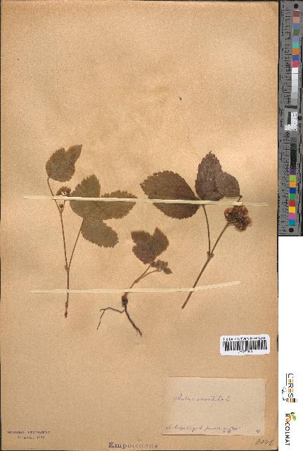 spécimen de Rubus saxatilis