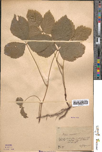 spécimen de Rubus saxatilis