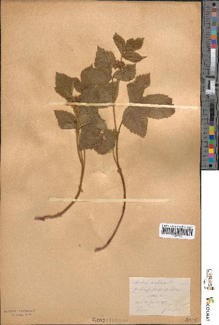 spécimen de Rubus saxatilis