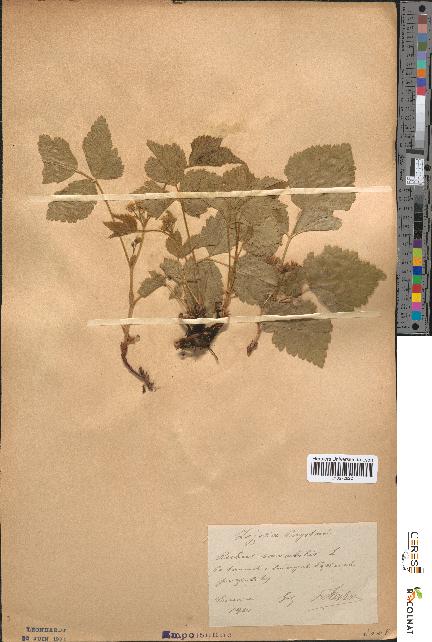 spécimen de Rubus saxatilis