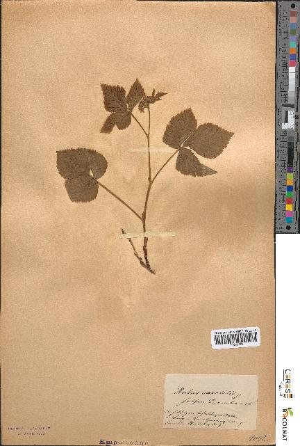 spécimen de Rubus saxatilis