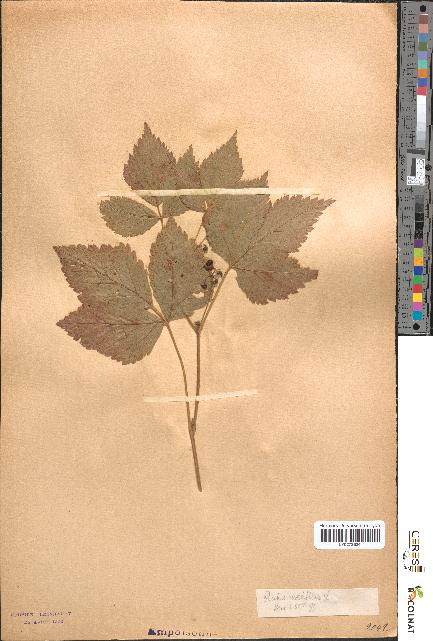 spécimen de Rubus saxatilis