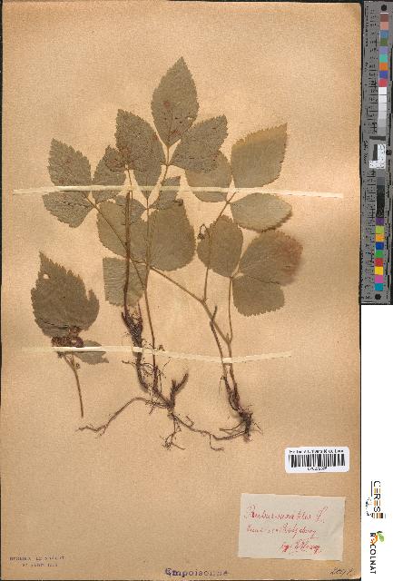 spécimen de Rubus saxatilis