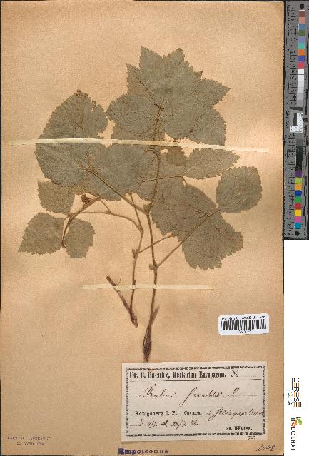 spécimen de Rubus saxatilis