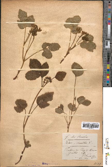 spécimen de Rubus saxatilis