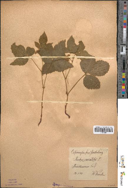 spécimen de Rubus saxatilis