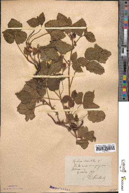 spécimen de Rubus saxatilis