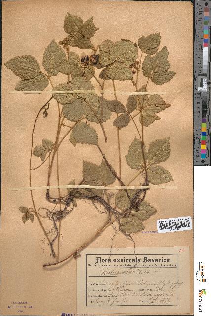 spécimen de Rubus saxatilis