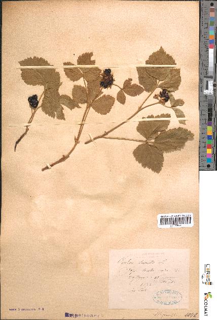 spécimen de Rubus saxatilis