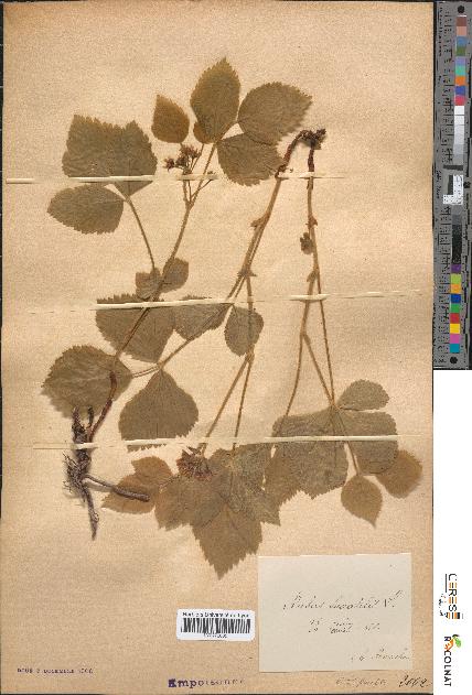 spécimen de Rubus saxatilis