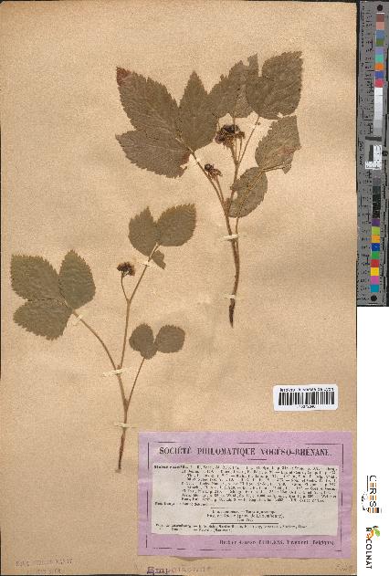 spécimen de Rubus saxatilis