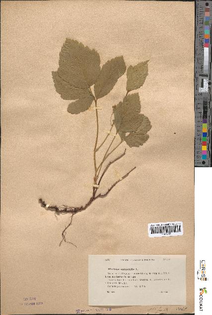 spécimen de Rubus saxatilis