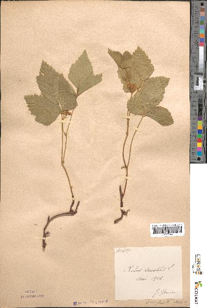 spécimen de Rubus saxatilis