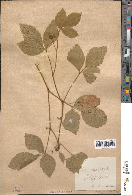 spécimen de Rubus saxatilis