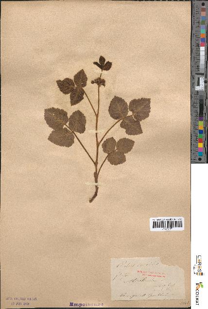 spécimen de Rubus saxatilis