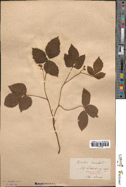 spécimen de Rubus saxatilis