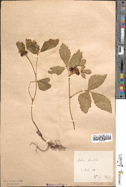 spécimen de Rubus saxatilis